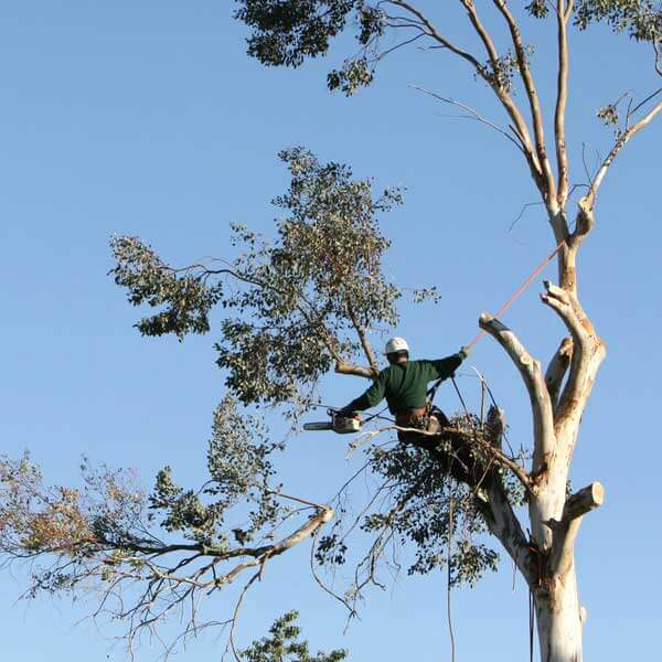 Person Cutting Tree Person Cutting Tree