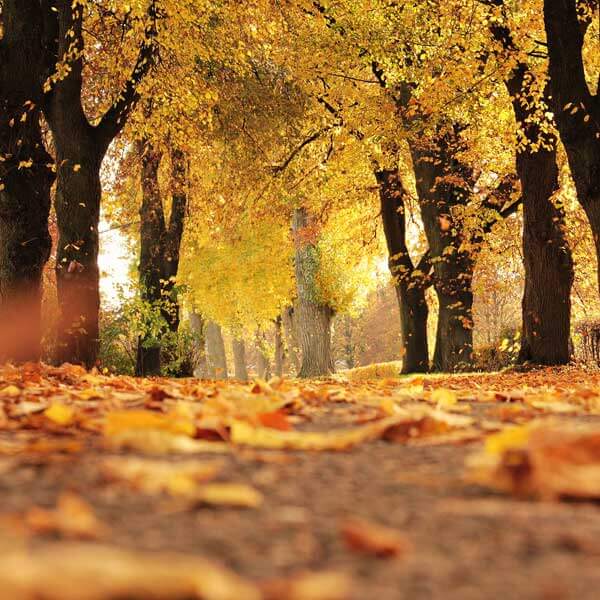 Fall Fall