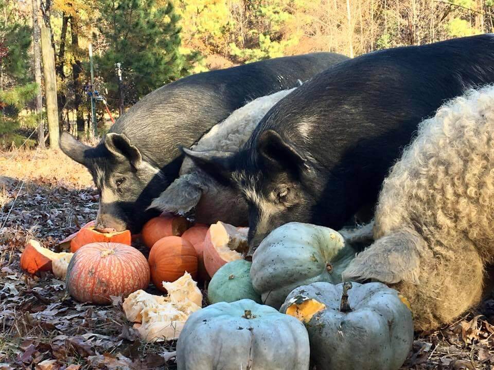 Hogs eating pumpkins